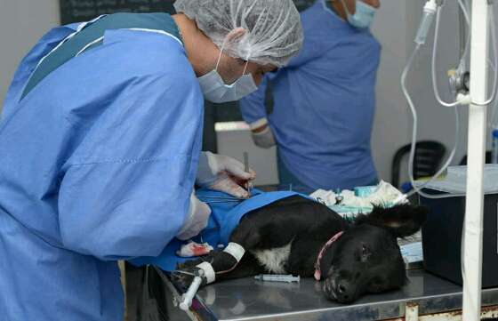 “Tu Casa Tu Perro” visitó Atocha y realizó castraciones por primera vez