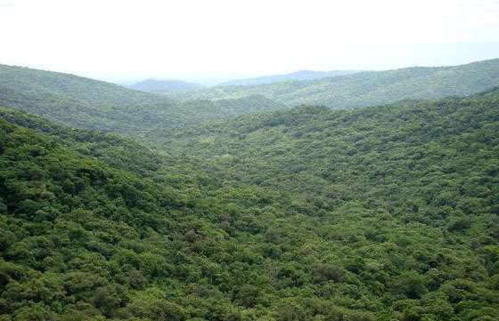 Ambiente recibe proyectos de Conservación y Manejo de Bosques Nativos