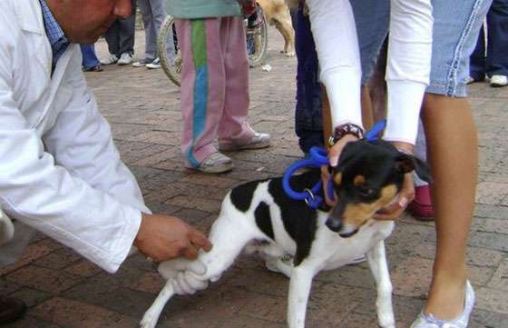 La campaña de vacunación antirrábica se realizará hasta fines de diciembre