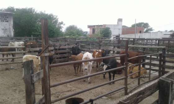 Clausuraron el matadero de Metán por no estar habilitado para faena de animales