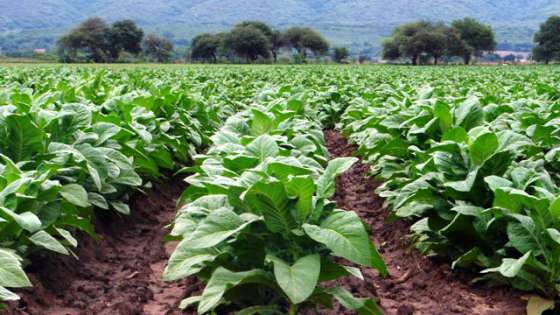 Por gestiones del Gobierno se liberó una nueva partida del Fondo Especial del Tabaco