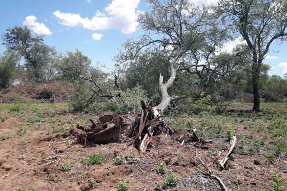 La Secretaría de Ambiente paralizó un desmonte ilegal en Metán