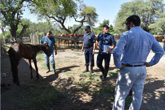 Oliver detalló los cuidados sanitarios que reciben los caballos judicializados