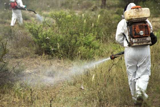 El Gobierno provincial avanza en las acciones para el control de la Langosta Sudamericana