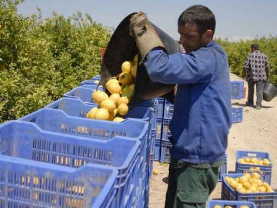 Finaliza el pago a beneficiarios del programa Intercosecha