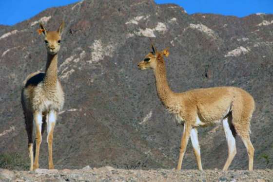 El Gobierno trabaja en el Plan de Conservación de la Vicuña
