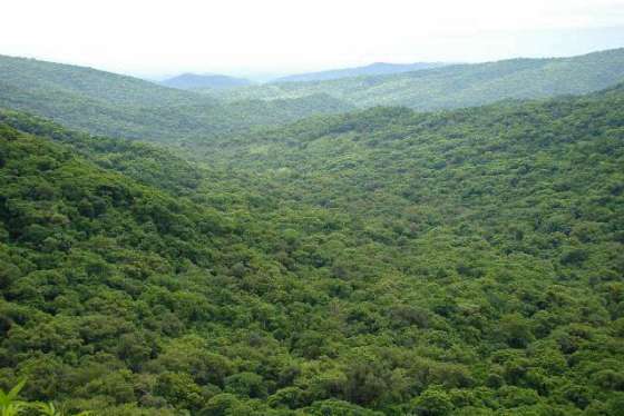 Últimos días para la presentación de proyectos de Manejo y Conservación de Bosques