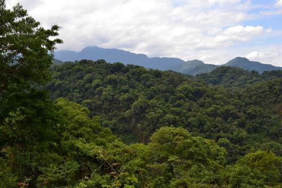 En el Día de los Bosques, Ambiente brindará charlas en el Museo de Antropología