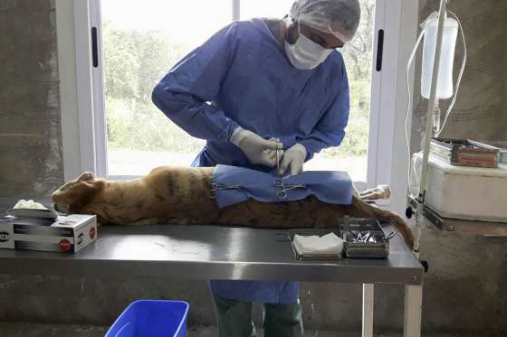 El programa Tu Casa Tu Perro lanza una campaña de vacunación y castración gratuita en Las Costas
