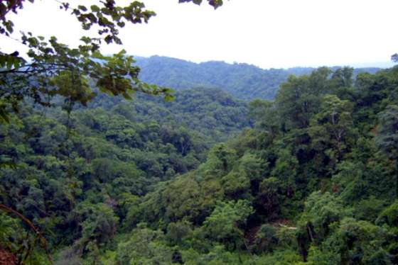 El Gobierno brindará charlas sobre bosques en el Museo de Antropología