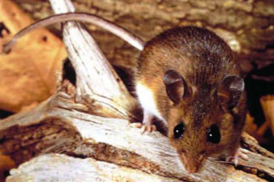 Salud Pública recuerda medidas en prevención del hantavirus
