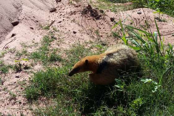 Un oso melero rescatado fue reinsertado en su hábitat
