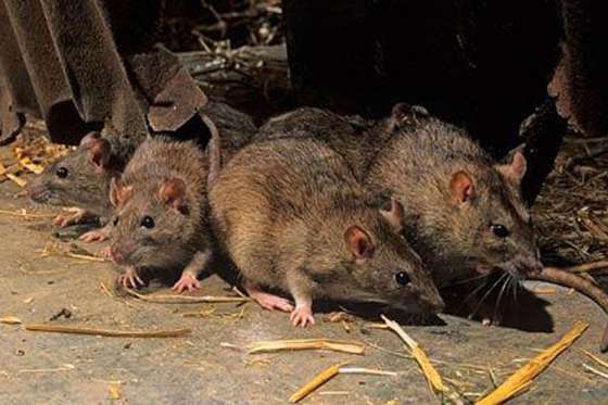 Insisten en extremar la limpieza de casas, patios y jardines para prevenir hantavirus