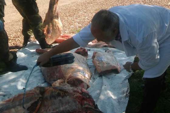 En el primer trimestre de este año decomisaron más de 1.200 kilos de carne de faena clandestina
