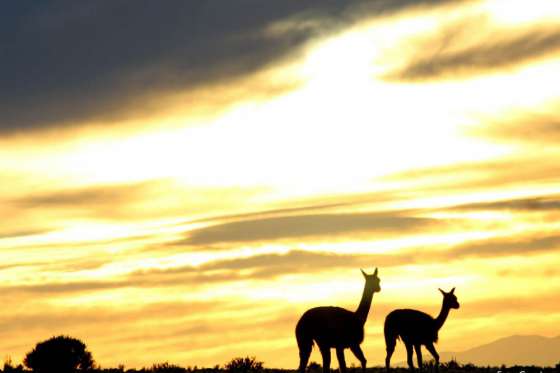 Inició el relevamiento de vicuñas en Salta