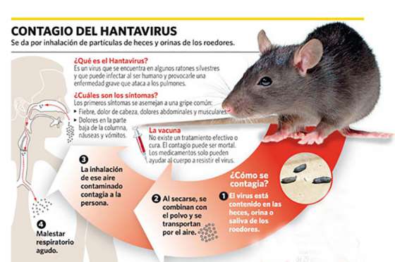 En lo que va del año, son 16 los casos confirmados de hantavirus en toda la provincia