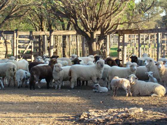 Convocatoria a presentar proyectos para acceder a los beneficios de la Ley Ovina Nacional