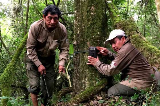 Ambiente intensifica acciones para proteger al yaguareté en el norte
