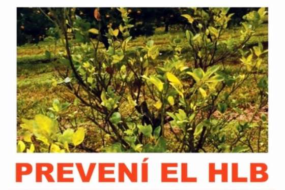 El Gobierno de Salta refuerza acciones para mantener el status de libre de HLB