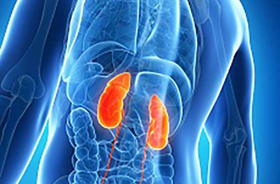 Profesionales de la salud se capacitarán en detección y abordaje de la enfermedad renal