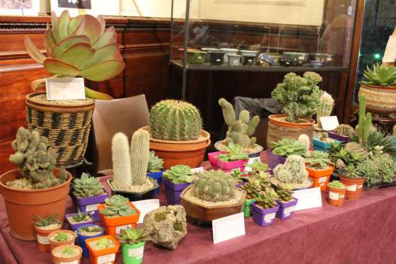 La Mesa Provincial de Floricultura realiza curso sobre Bonsái