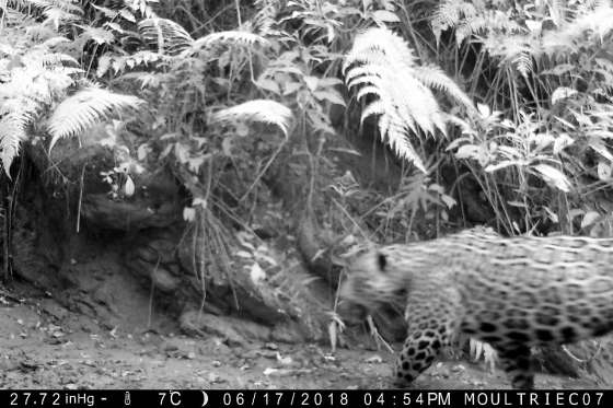 La Provincia diseña estrategias para proteger de la caza furtiva al yaguareté