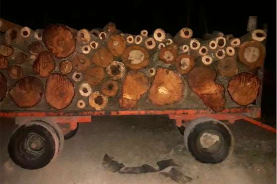 Secuestran madera ilegal en el norte