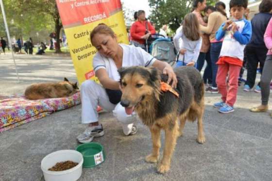 Asociaciones proteccionistas realizan operativo de identificación de mascotas para el Milagro