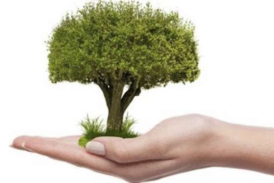 El Día del Árbol se celebrará en Chicoana