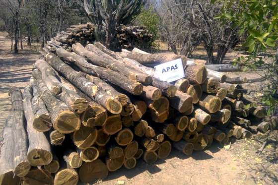 Secuestran Palo Santo en Rivadavia Banda Norte