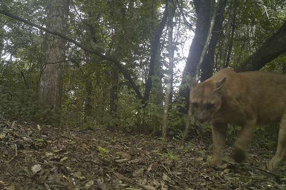 La Agencia de Protección Ambiental Salta trabajará en conjunto con ONG ambientalistas