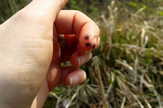 Medidas preventivas para evitar la rickettsiosis