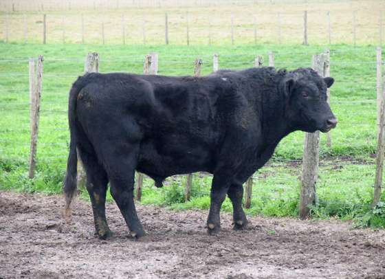 Convocatoria a pequeños productores ganaderos a sumarse al plan “Más y Mejores Toros”