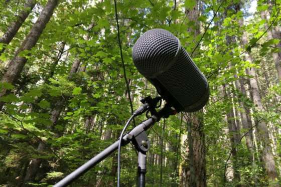 Periodistas podrán capacitarse en el abordaje de temáticas ambientales