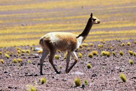 Buscan potenciar el desarrollo de comunidades por medio del uso sustentable de la vicuña
