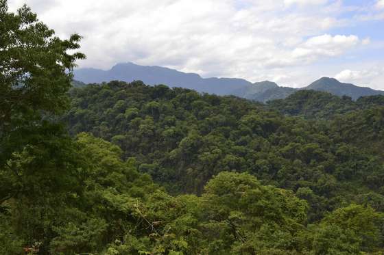 Presentaron en Salta la convocatoria del Plan Nacional de Restauración de Bosques Nativos