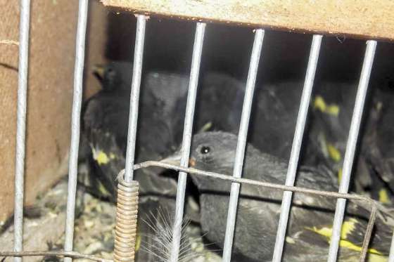 Ambiente liberó aves que provenían del tráfico ilegal de fauna