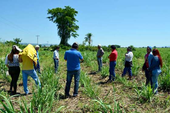 Se cumple en Bolivia la nueva Misión del Proyecto en caña de azúcar