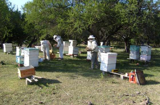 Brindarán asistencia económica a productoras apícolas de El Espinal