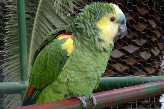 Advierten sobre la prohibición de caza de aves silvestres para mascotas