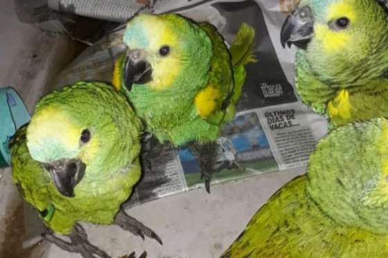 Rescatan aves que eran comercializadas de manera ilegal en una red social
