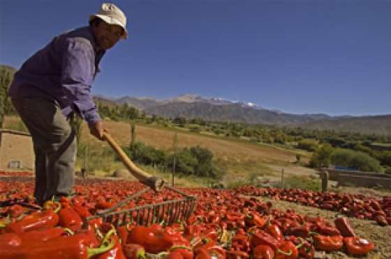 Se encuentran en proceso de licitación cinco obras para la producción