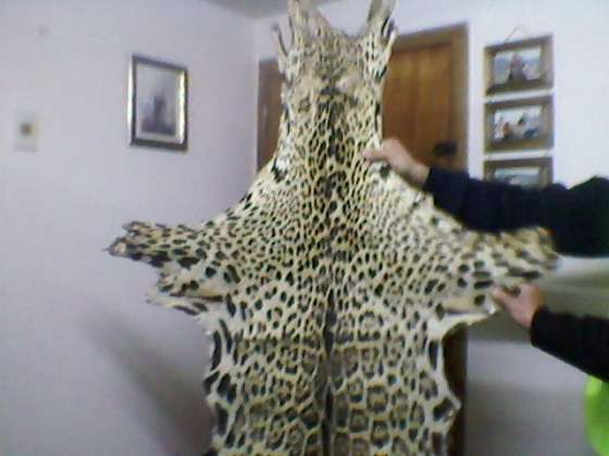 El Ministerio de Ambiente secuestró cuero de yaguareté