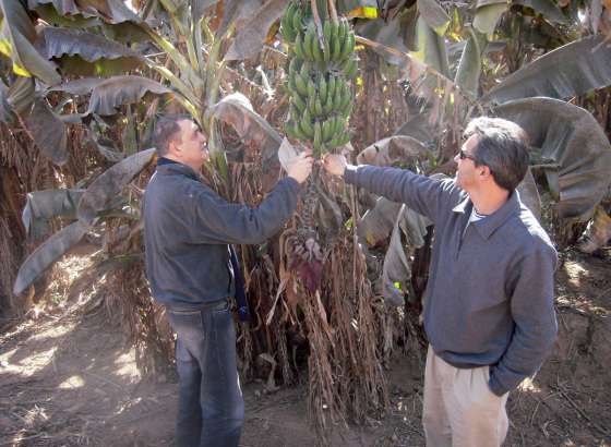 El Gobierno trabaja para los productores afectados por las heladas