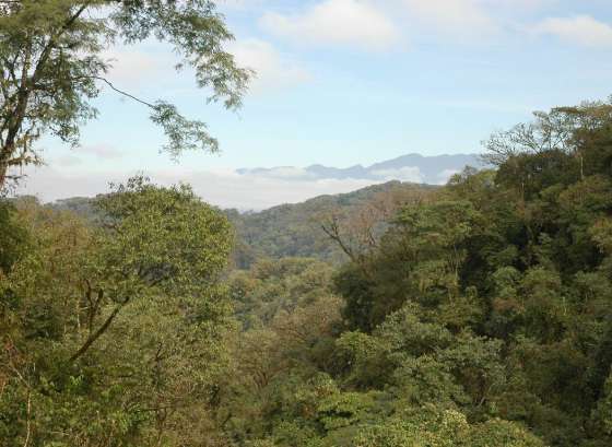 Salta participa en el taller de recuperación de bosques 