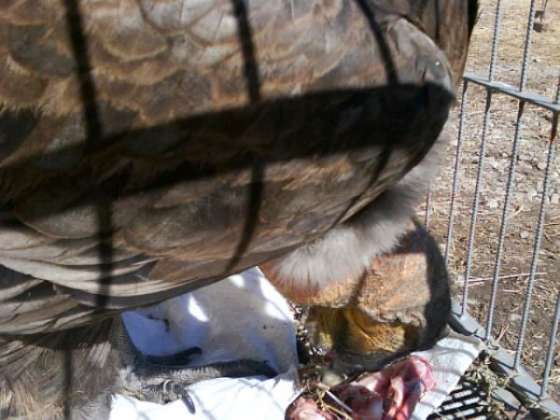 Cóndor rescatado por Ambiente se recupera en Buenos Aires 