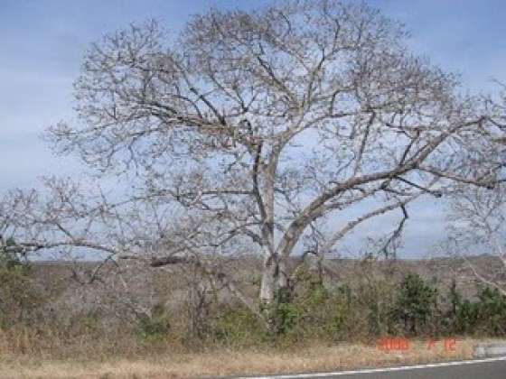 El palo santo es una especie amenazada