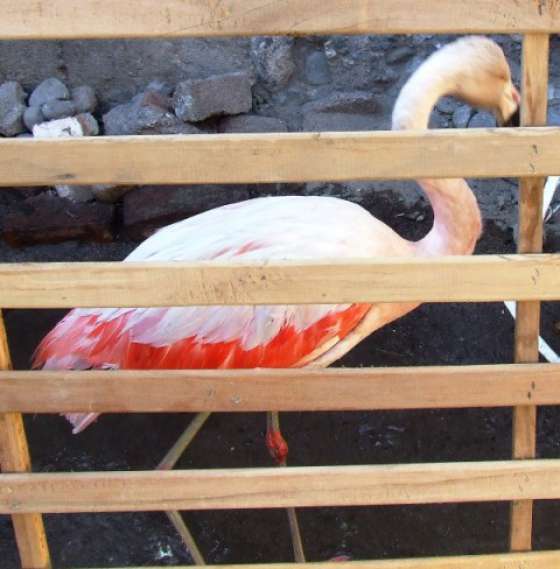 El Gobierno procura evitar el mascotismo de animales silvestres