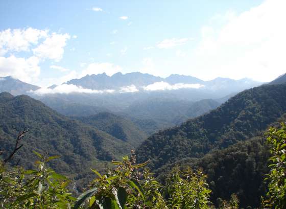 Avances en los mecanismos de monitoreo y control ambiental de tala y desmonte