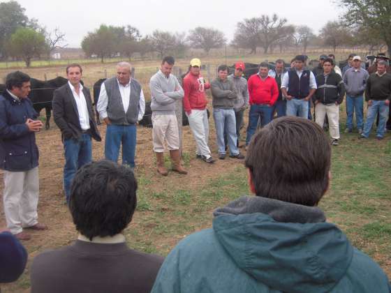 Entrega de toros a pequeños productores para mejorar la genética del sector 